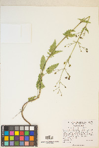 Scrophularia desertorum image