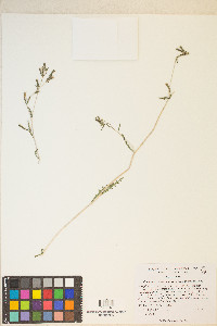 Mentzelia albicaulis image