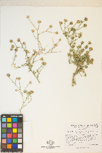 Dieteria canescens var. leucanthemifolia image