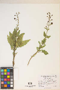 Scrophularia desertorum image