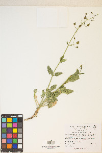 Scrophularia desertorum image