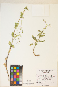 Scrophularia desertorum image