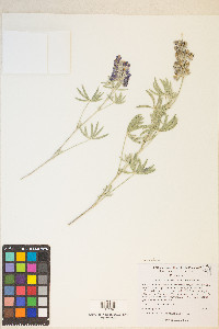 Lupinus caudatus subsp. caudatus image