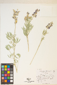 Lupinus caudatus image