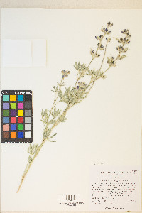 Lupinus caudatus image