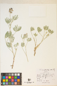 Lupinus caudatus image