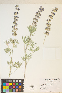 Lupinus caudatus subsp. caudatus image