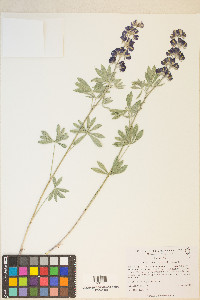 Lupinus caudatus subsp. caudatus image