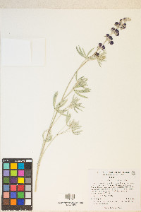 Lupinus caudatus image