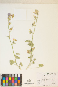 Sphaeralcea ambigua subsp. rosacea image