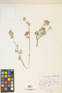 Sphaeralcea grossulariifolia image