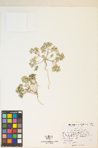 Psathyrotes annua image