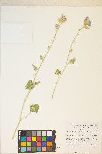 Sphaeralcea ambigua subsp. rosacea image