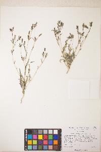 Mentzelia albicaulis image