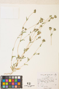 Mentzelia congesta image