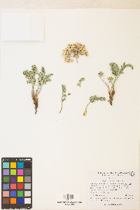 Cymopterus aboriginum image