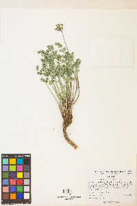 Cymopterus aboriginum image
