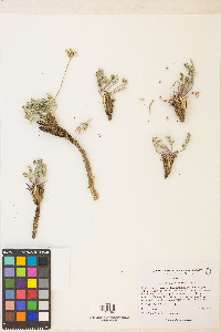 Cymopterus aboriginum image