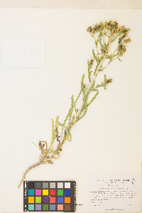 Mentzelia candelariae image