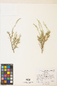 Artemisia nova image