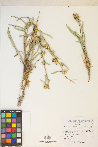 Pyrrocoma racemosa var. sessiliflora image