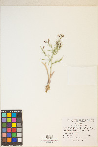 Pleiacanthus spinosus image