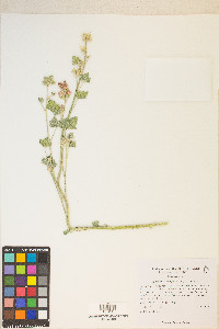 Sphaeralcea ambigua image