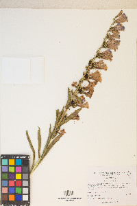 Penstemon speciosus image