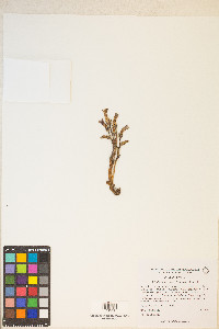 Orobanche fasciculata image