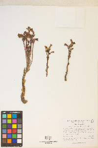 Orobanche fasciculata image