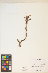 Orobanche fasciculata image