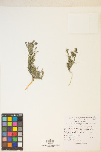 Cordylanthus kingii subsp. helleri image