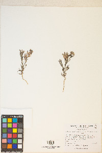 Cordylanthus kingii subsp. helleri image