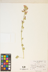 Sphaeralcea ambigua image