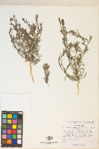 Cordylanthus kingii subsp. helleri image