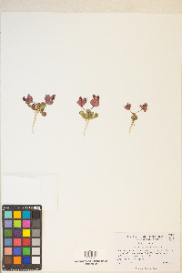 Oxytheca perfoliata image