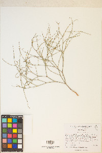 Eriogonum palmerianum image