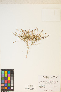 Eriogonum palmerianum image