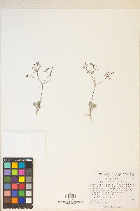 Eriogonum nutans image