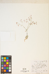 Eriogonum nutans image