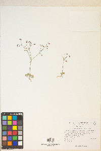 Eriogonum nutans image