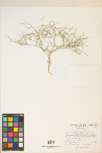 Eriogonum palmerianum image