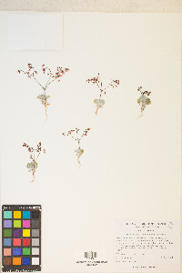 Eriogonum nutans image