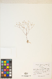 Eriogonum pusillum image