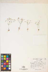 Eriogonum pusillum image