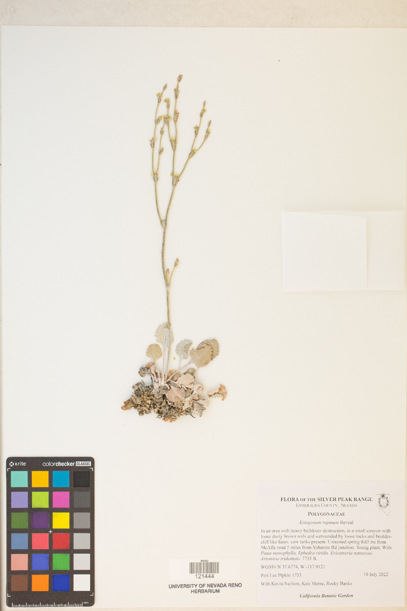 Eriogonum rupinum image