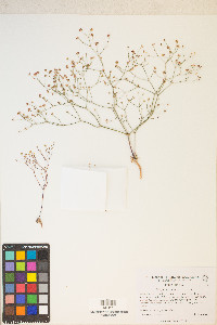 Eriogonum pusillum image