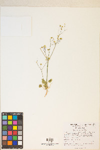 Eriogonum rubricaule image