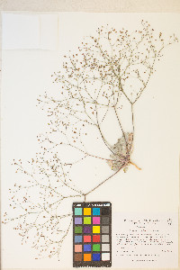 Eriogonum reniforme image
