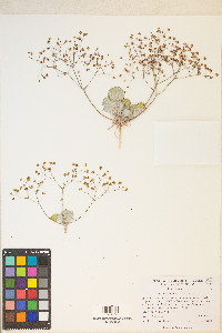 Eriogonum reniforme image